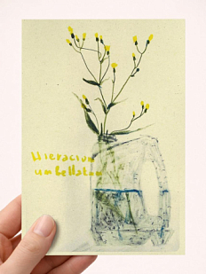 Открытка Максим Савва «Ястребинка зонтичная», А6