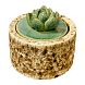 Шкатулка «Суккуленты №3», 7 см, керамика, превью фото 1