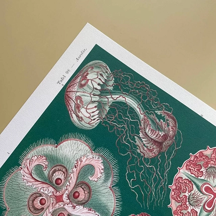 Постер Учёные картинки (Science Pictures) «Discomedusae» А3, фото 2.