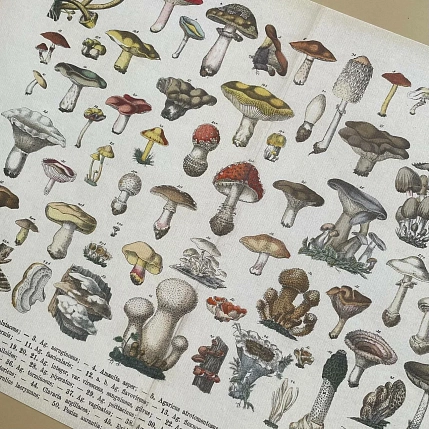 Постер Учёные картинки (Science Pictures) «Schadliche pilze» А3, фото 2.