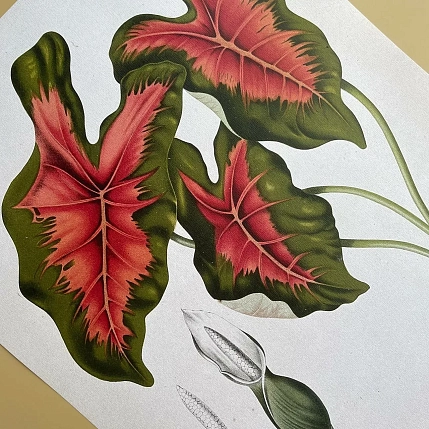 Постер Учёные картинки (Science Pictures) «Caladium bicolor» А3, фото 3.