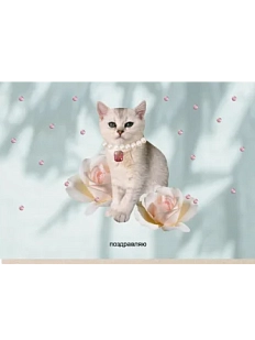 Открытка «Поздравляю №2», Mitrozhe