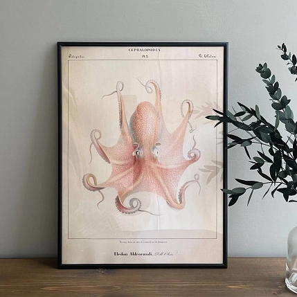 Постер Учёные картинки (Science Pictures) «Eledon Aldrovandi» А3, фото 2.