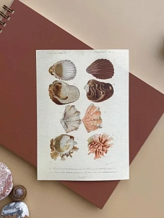 Стикерпак «Mollusques» А6