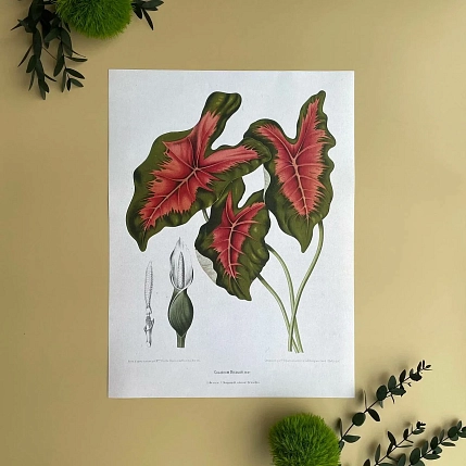 Постер Учёные картинки (Science Pictures) «Caladium bicolor» А3, фото 1.