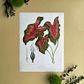 Постер Учёные картинки (Science Pictures) «Caladium bicolor» А3, превью фото 1