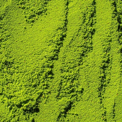 Саше «Матча-латте с кокосовым молоком и коллаген», 1 шт, фото 3.