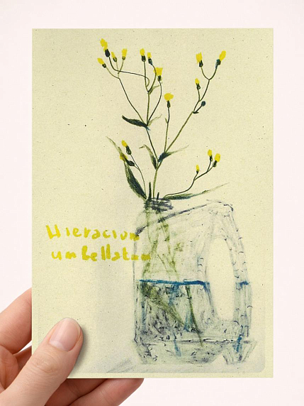 Открытка Максим Савва «Ястребинка зонтичная», А6, фото 1.