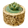 Шкатулка «Суккуленты №3», 7 см, керамика, превью фото 1