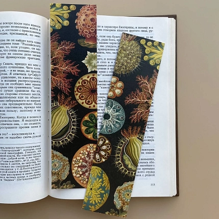 Закладка «Ascidiae» №1, фото 1.