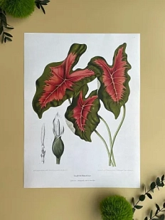 Постер «Caladium bicolor» А3