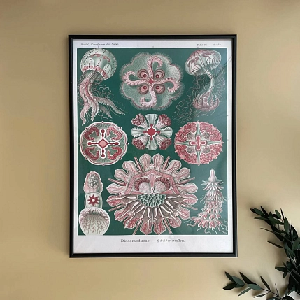 Постер Учёные картинки (Science Pictures) «Discomedusae» А3, фото 1.