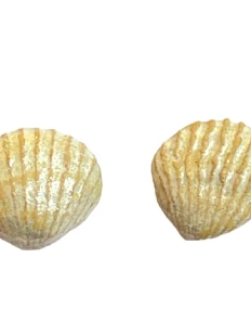 Серёжки-гвоздики КерамЕлКа «Ракушки», керамика