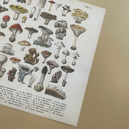 Постер Учёные картинки (Science Pictures) «Schadliche pilze» А3, фото 4.