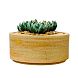 Шкатулка «Суккуленты №1», 10 см, керамика, превью фото 2