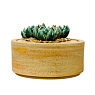 Шкатулка «Суккуленты №1», 10 см, керамика, превью фото 2