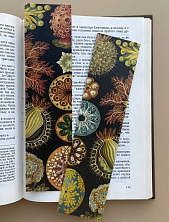 Закладка «Ascidiae» №1