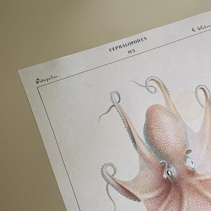 Постер Учёные картинки (Science Pictures) «Eledon Aldrovandi» А3, фото 5.