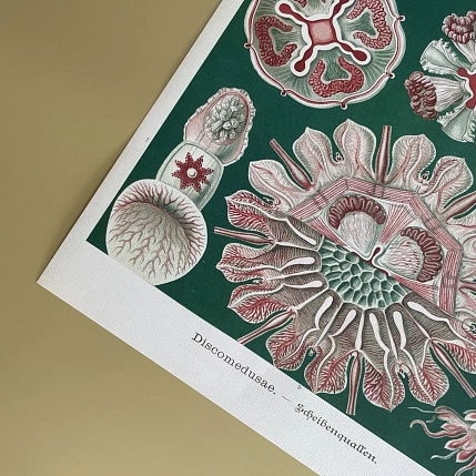 Постер Учёные картинки (Science Pictures) «Discomedusae» А3, фото 3.