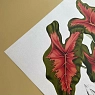 Постер «Caladium bicolor» А3, превью фото 4
