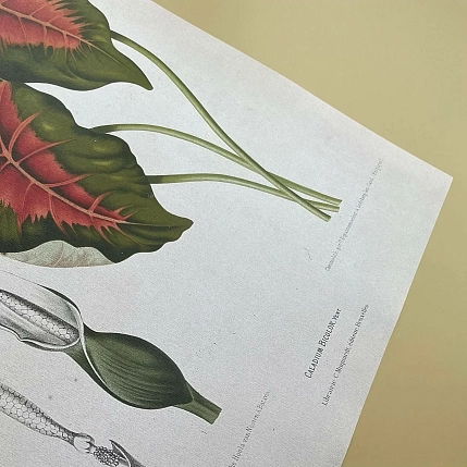 Постер Учёные картинки (Science Pictures) «Caladium bicolor» А3, фото 2.