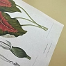 Постер Учёные картинки (Science Pictures) «Caladium bicolor» А3, превью фото 2