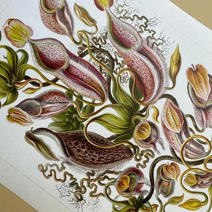 Постер Учёные картинки (Science Pictures) «Nepenthaceae», фото 3.