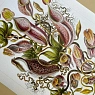 Постер Учёные картинки (Science Pictures) «Nepenthaceae», превью фото 3