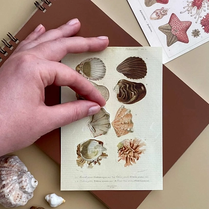 Стикерпак «Mollusques» А6, фото 3.