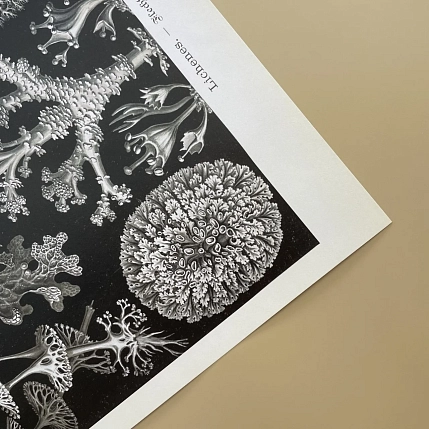 Постер Учёные картинки (Science Pictures) «Lichenes» А3, фото 4.