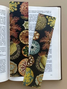 Закладка «Ascidiae» №1