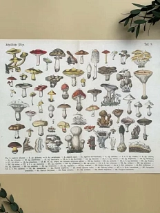 Постер «Schadliche pilze» А3