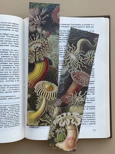 Закладка «Actiniae» №3