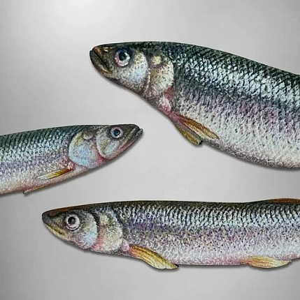 Набор магнитов Тот самый Петербург «Корюшка», фото 2.