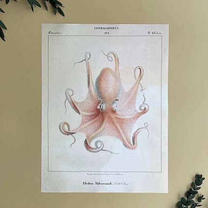 Постер Учёные картинки (Science Pictures) «Eledon Aldrovandi» А3, фото 1.