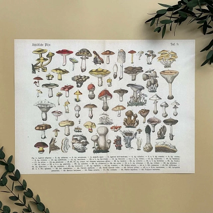 Постер «Schadliche pilze» А3, фото 1.