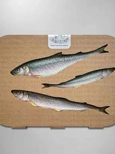 Набор магнитов «Корюшка»