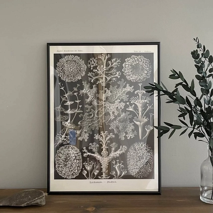 Постер Учёные картинки (Science Pictures) «Lichenes» А3, фото 2.