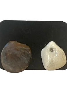 Серёжки-гвоздики «Ракушки», коричнево-белые, керамика