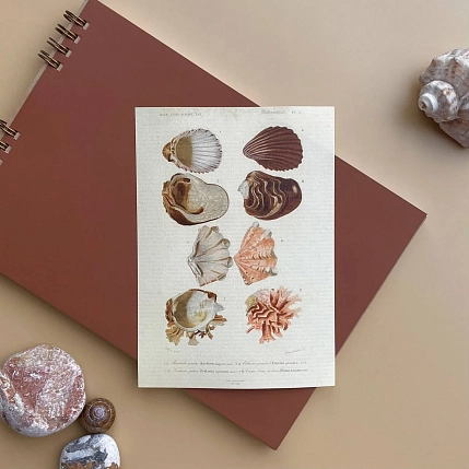 Стикерпак «Mollusques» А6, фото 1.