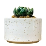Шкатулка «Суккуленты №1», 7 см, керамика, превью фото 2