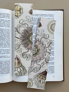 Закладка «Peromedusae» №5