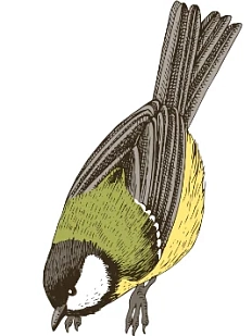 3D Стикер на телефон «Синичка», объёмный, 3 см