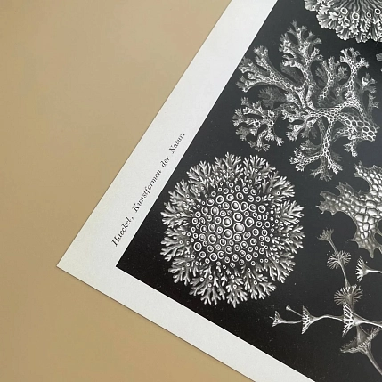 Постер Учёные картинки (Science Pictures) «Lichenes» А3, фото 3.