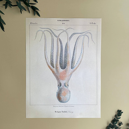 Постер «Octopus Salutii» А3, фото 1.