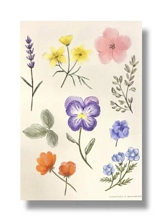 Стикерпак «Цветы», прозрачный, А6