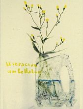 Открытка «Ястребинка зонтичная», Максим Савва