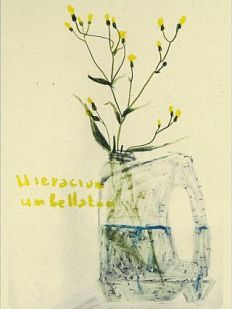 Открытка «Ястребинка зонтичная», Максим Савва