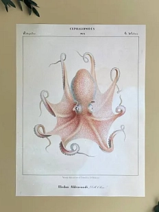 Постер «Eledon Aldrovandi» А3