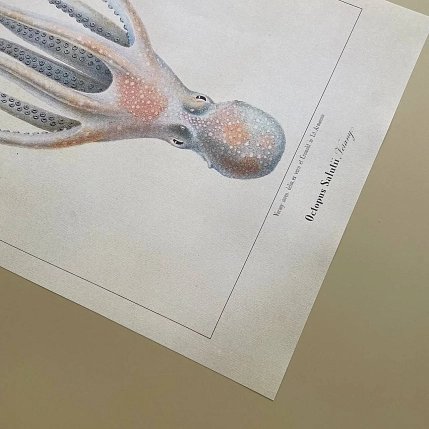 Постер Учёные картинки (Science Pictures) «Octopus Salutii» А3, фото 4.